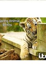 動物出生的奇妙過程 第一季