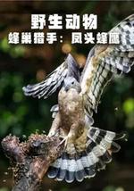 野生動物：蜂巢獵手 - 鳳頭蜂鷹