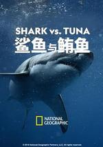 鯊魚與鮪魚