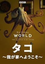 自然世界：家里的章魚