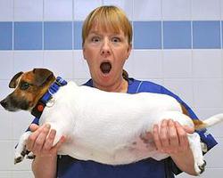 肥寵年度減肥大賽 第一季