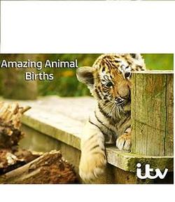 動物出生的奇妙過程 第一季