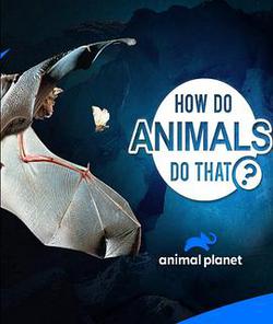 動物奇門功夫 第二季